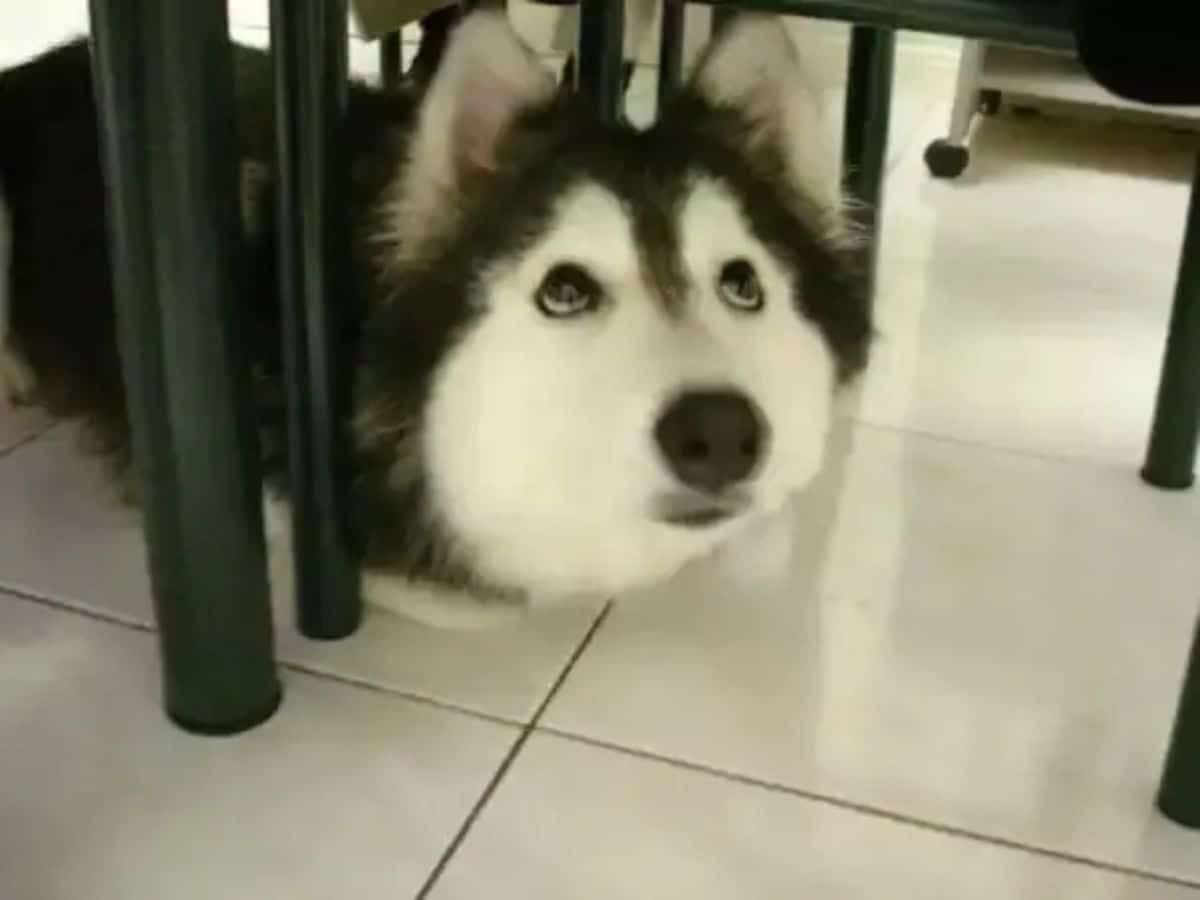 husky under a dining table looking up