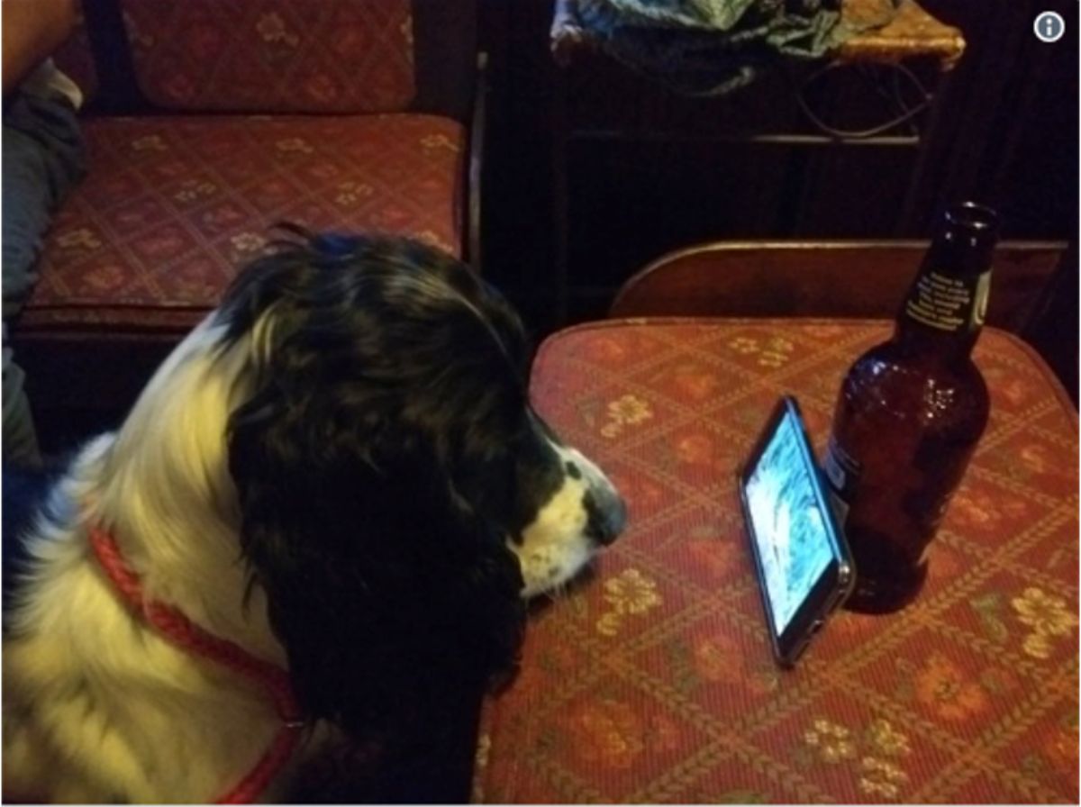 a black and white dog watching videos on a phone kept on a patterned chair