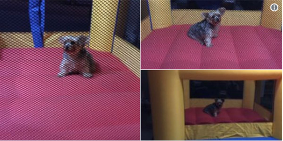 3 photos of a small furry black and brown dogs in a pink and yellow bouncy house