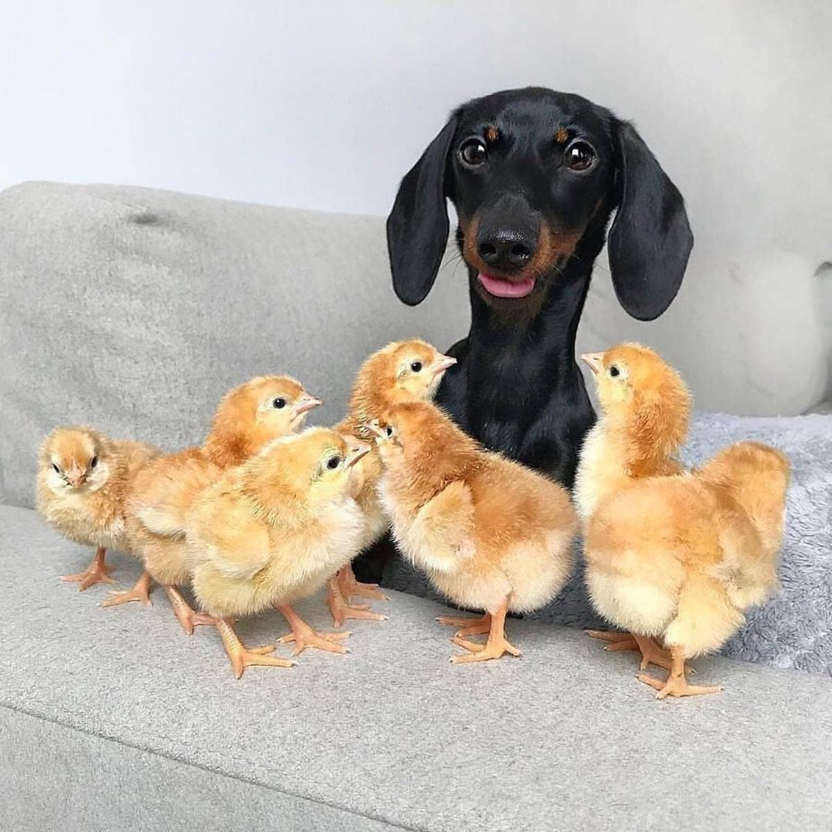 black dachshund surrounded by four chicks on a grey couch