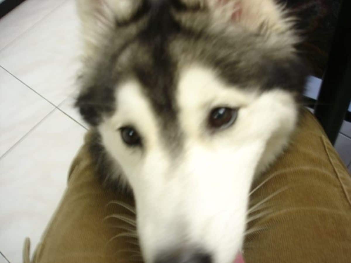 husky with face in someone's lap