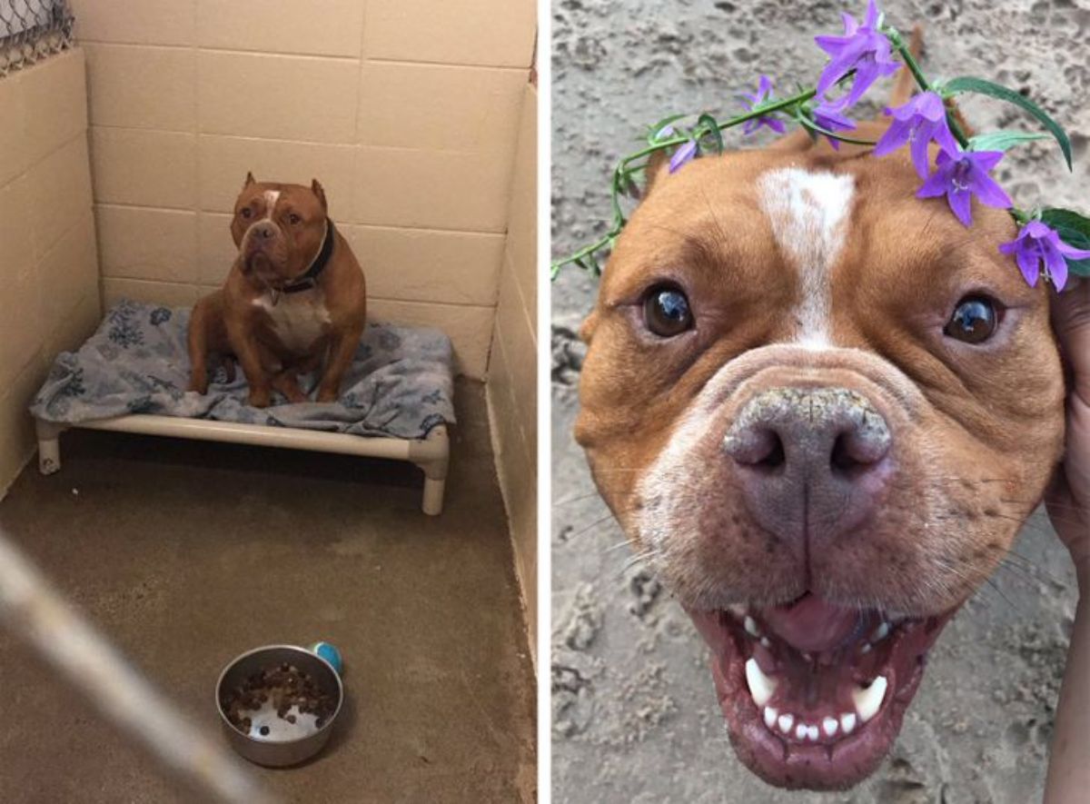 2 photos of a brown and white pitbull, one on a bed at a shelter and the other with purple flowers on the head 