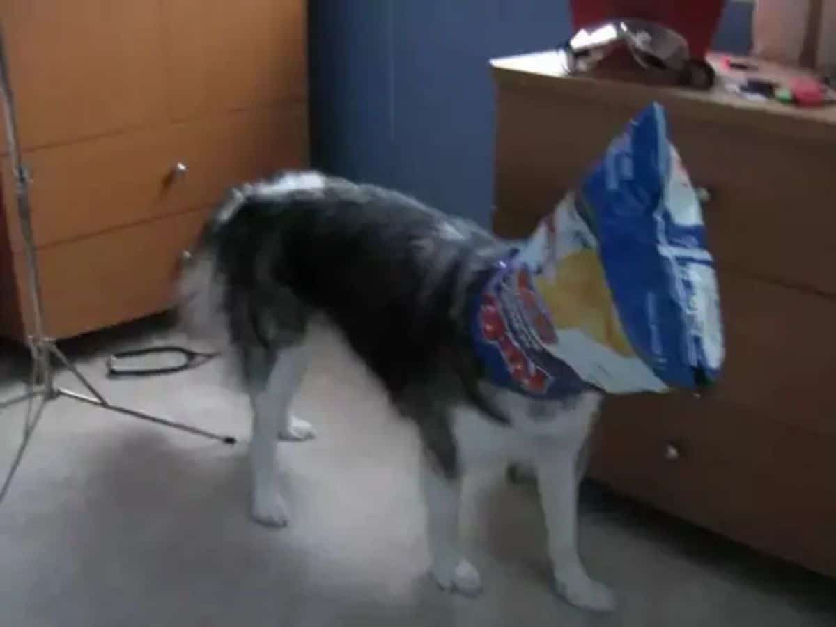 husky with blue and white food packet over the head
