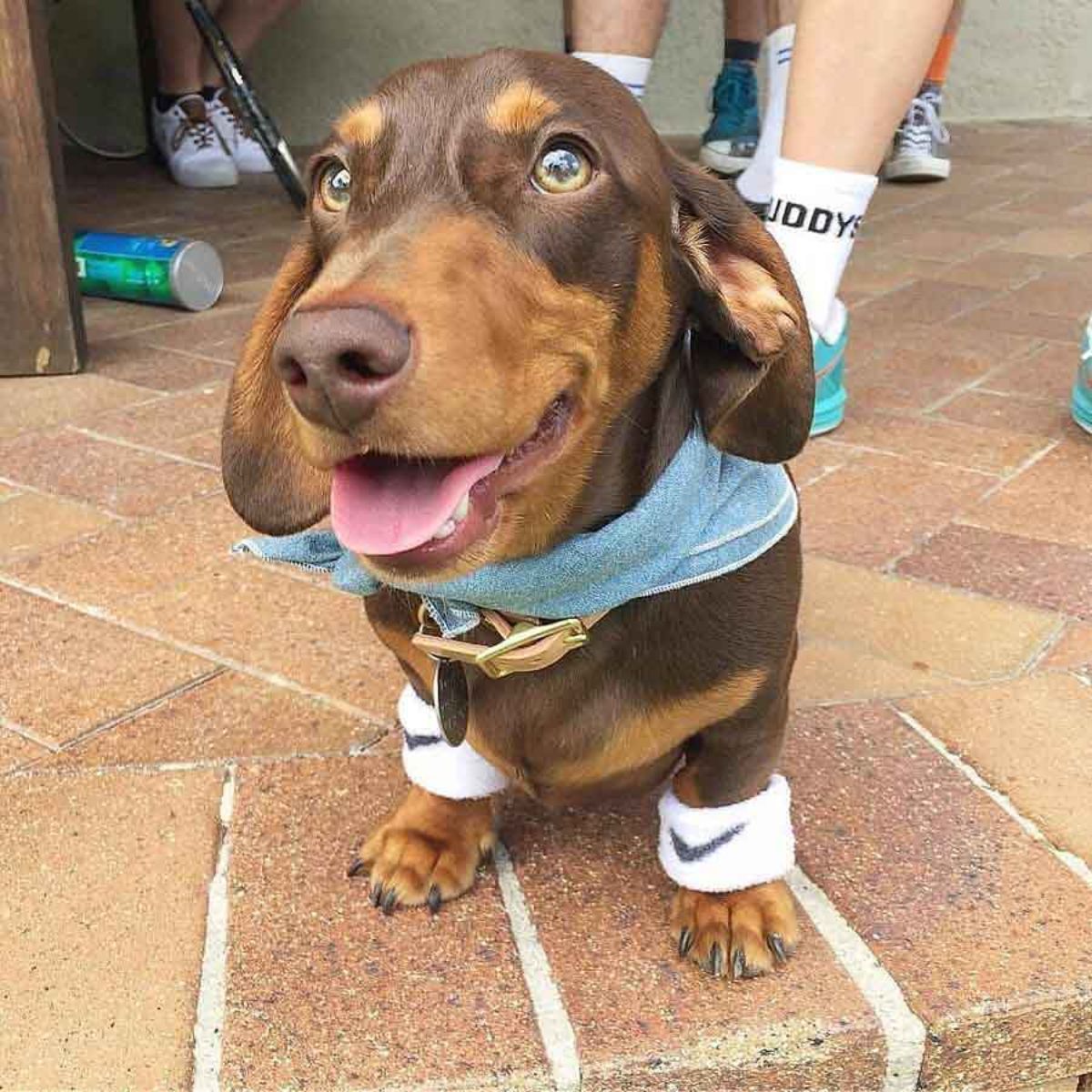 brown dachshund in a blue bandana and white Nike arm bands