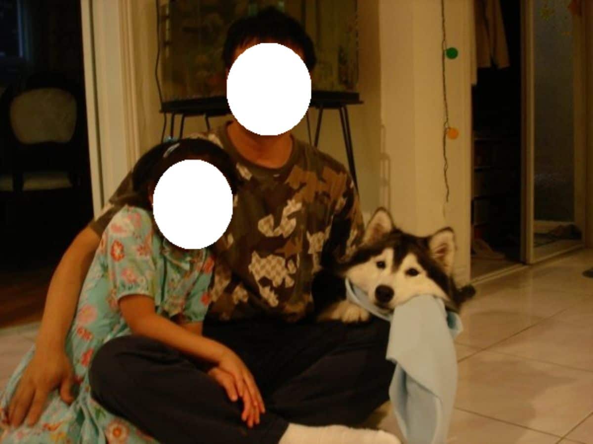 husky dog with scarf and two people