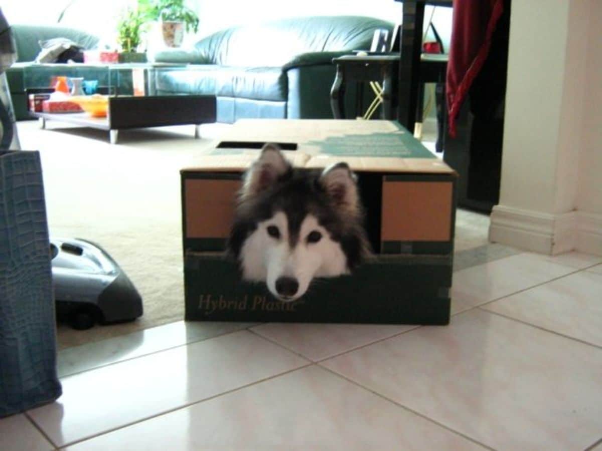 husky with the head sticking out of a cardboard box