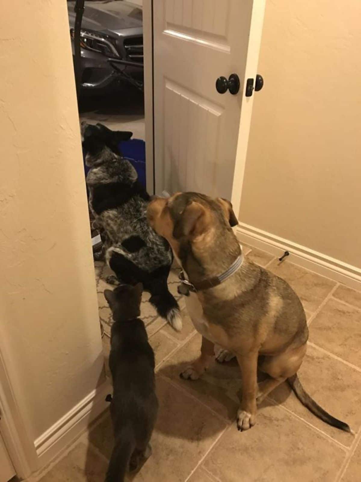 two dogs and a cat standing by a door and looking into a garage with a grey vehicle