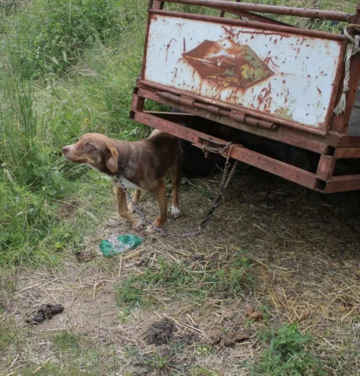 brown dog chained to a truck
