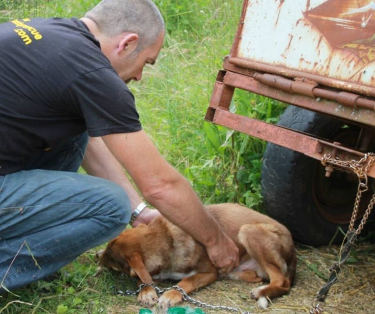 brown dog lying on the ground chained to a truck being held by a man
