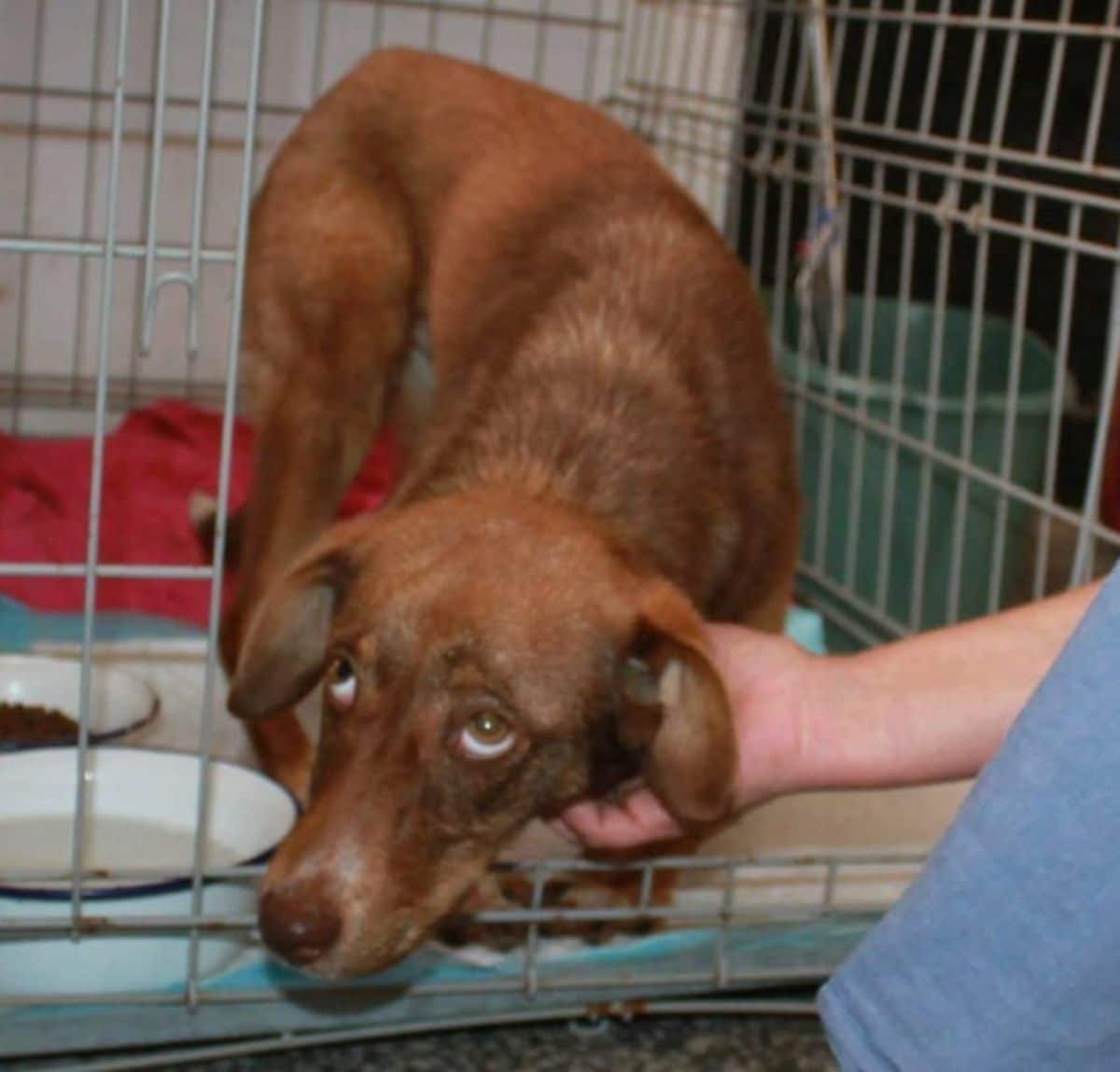 brown dog in a cage with someone scratching his neck 