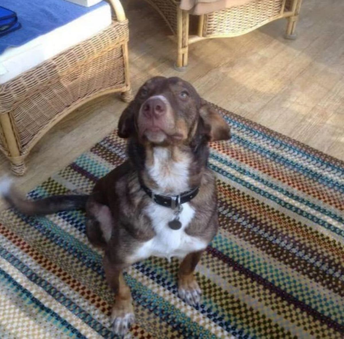 brown and white dog sitting on a colourful carpet and looking up