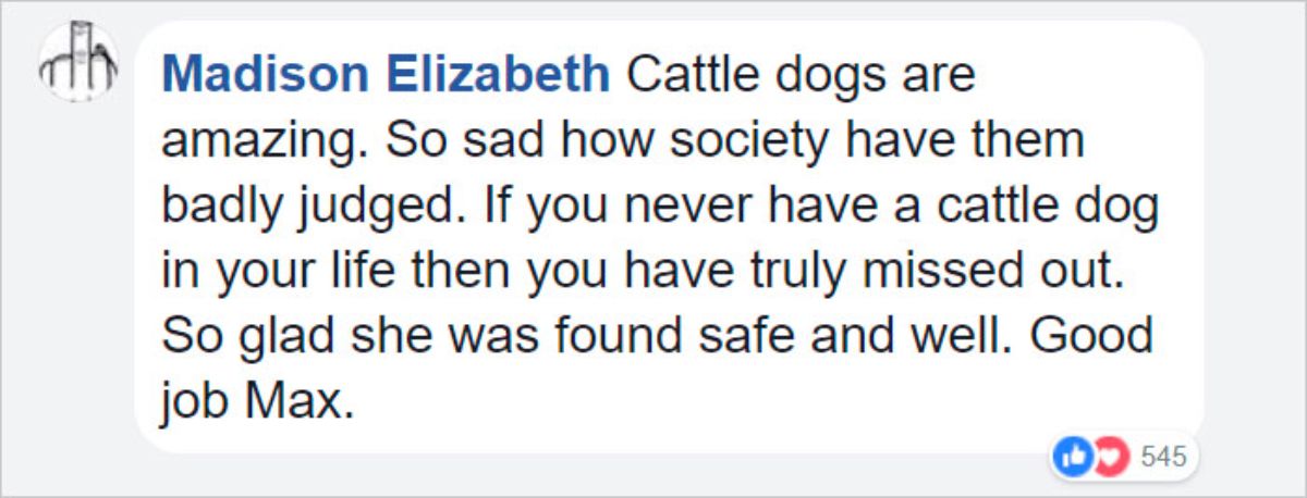 facebook comment from madison elizabeth saying cattle dogs are amazing. so sad how society have them badly judged. if you have never have a cattle dog in your life then you have truly missed out. so glad she was found safe and well. good job Max.