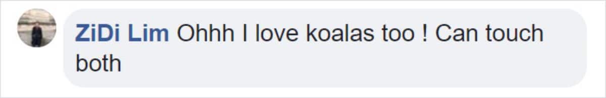 facebook comment by zidi lim saying ohhhh i love koalas too! can touch both