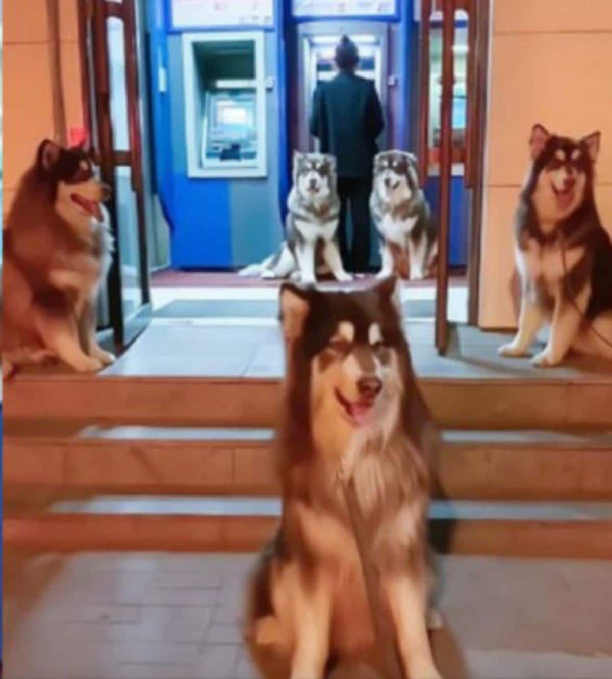 five huskies are standing around a woman at a blue atm