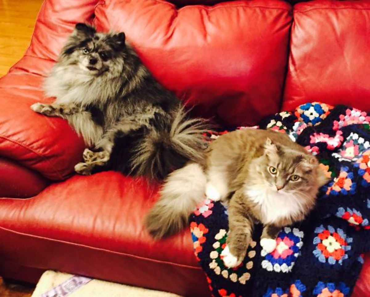 a fluffy dog and cat on a red couch