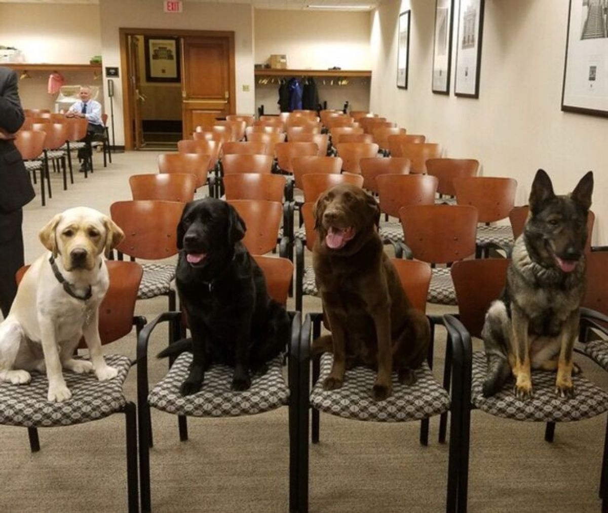 a yellow labrador, a black labrador, a chocolate labrador and a german shepherd are sitting on chairs in a room filled with brown chairs