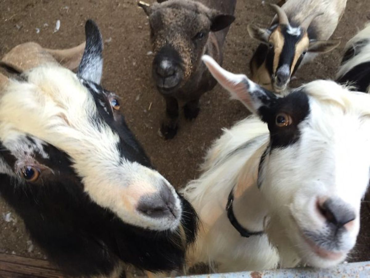 four goats looking up