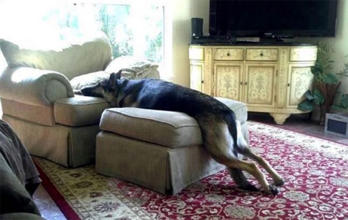 a german shepherd lying on a sofa and an ottoman with the back legs on the floor
