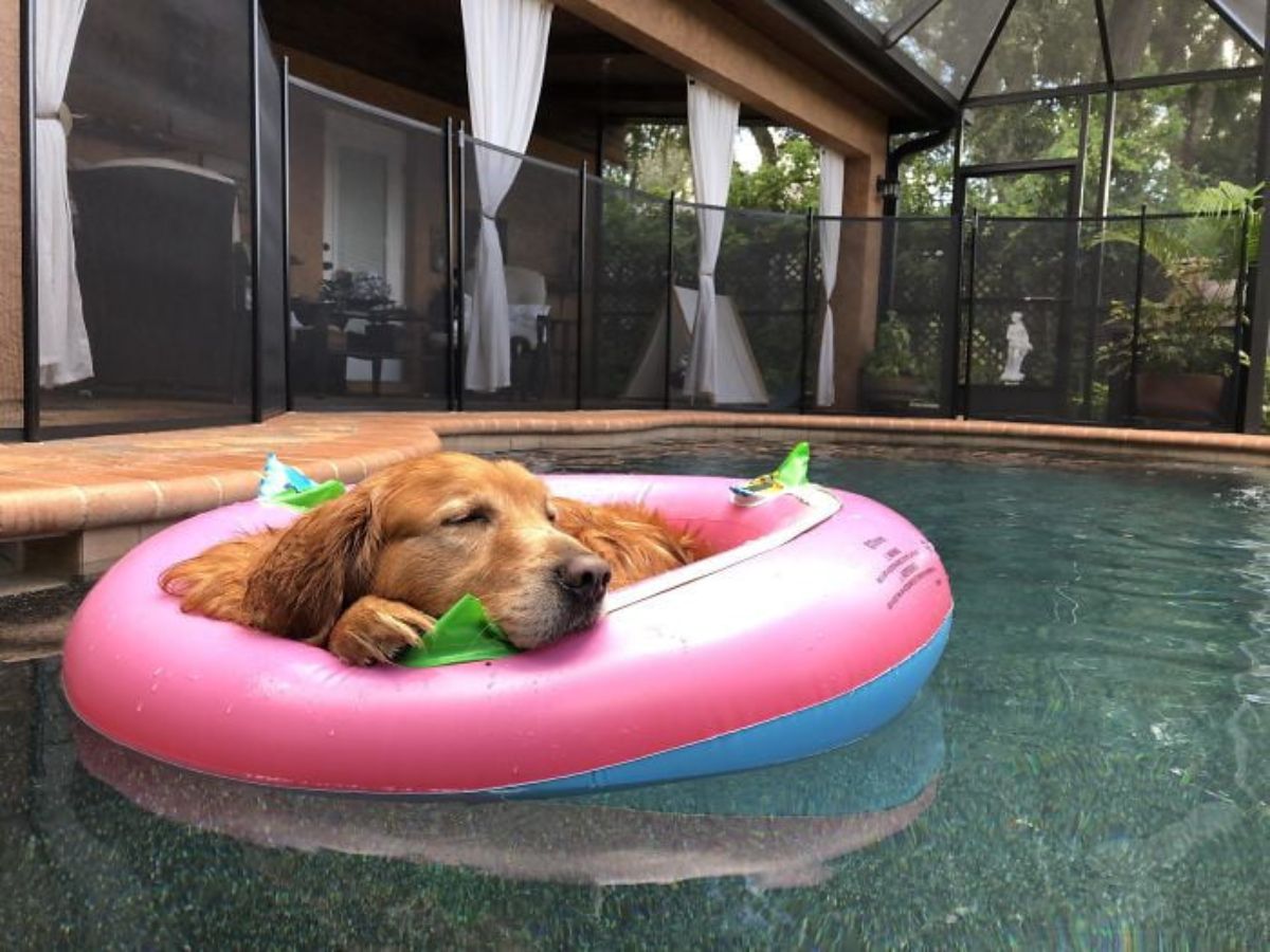 golden retriever floating in a pool