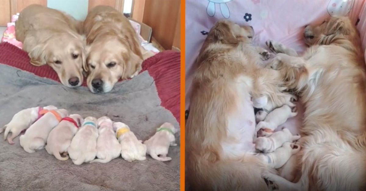 2 photos of 2 adult golden retrievers laying on a blanket next to 7 new born golden retriever puppies