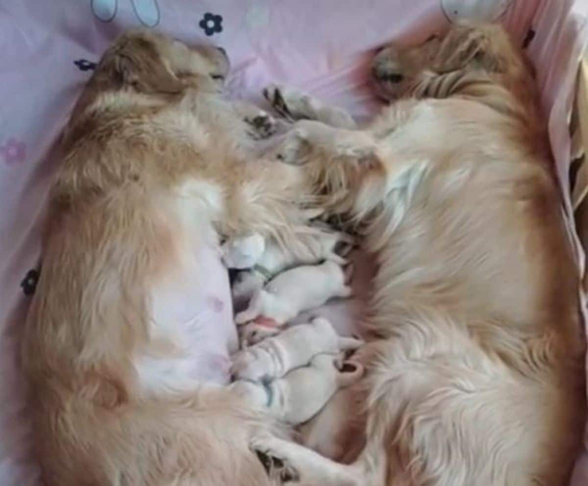 2 adult golden retrievers laying on a blanket next to 7 new born golden retriever puppies
