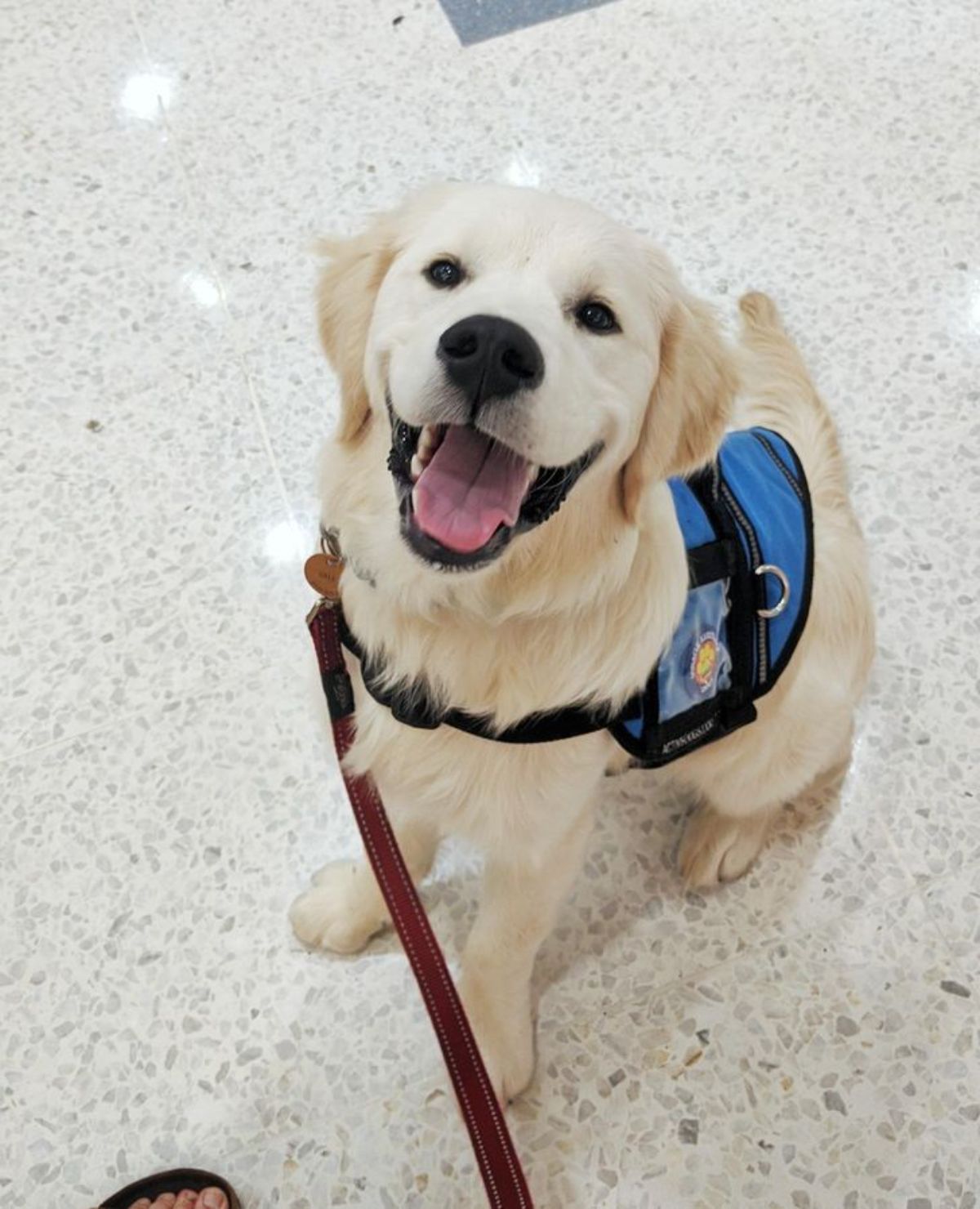 a golden retriever puppy is sitting on the floor in a blue vest and red leash