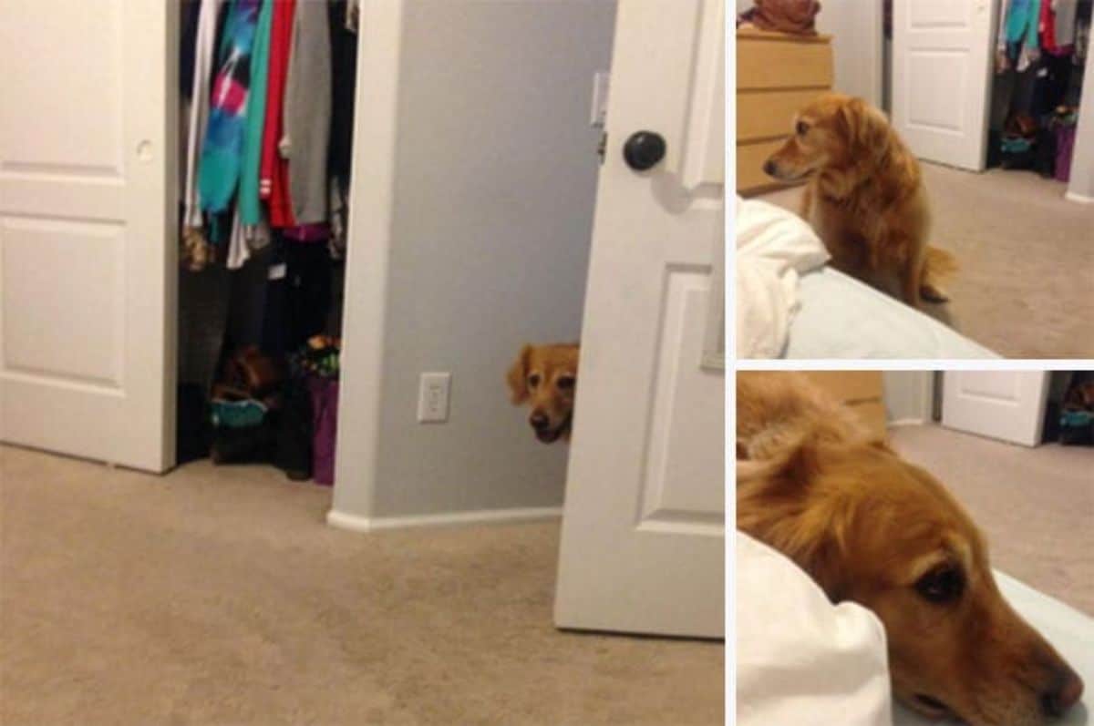 three photos of a golden retriever coming into a room and resting its head on a white bed