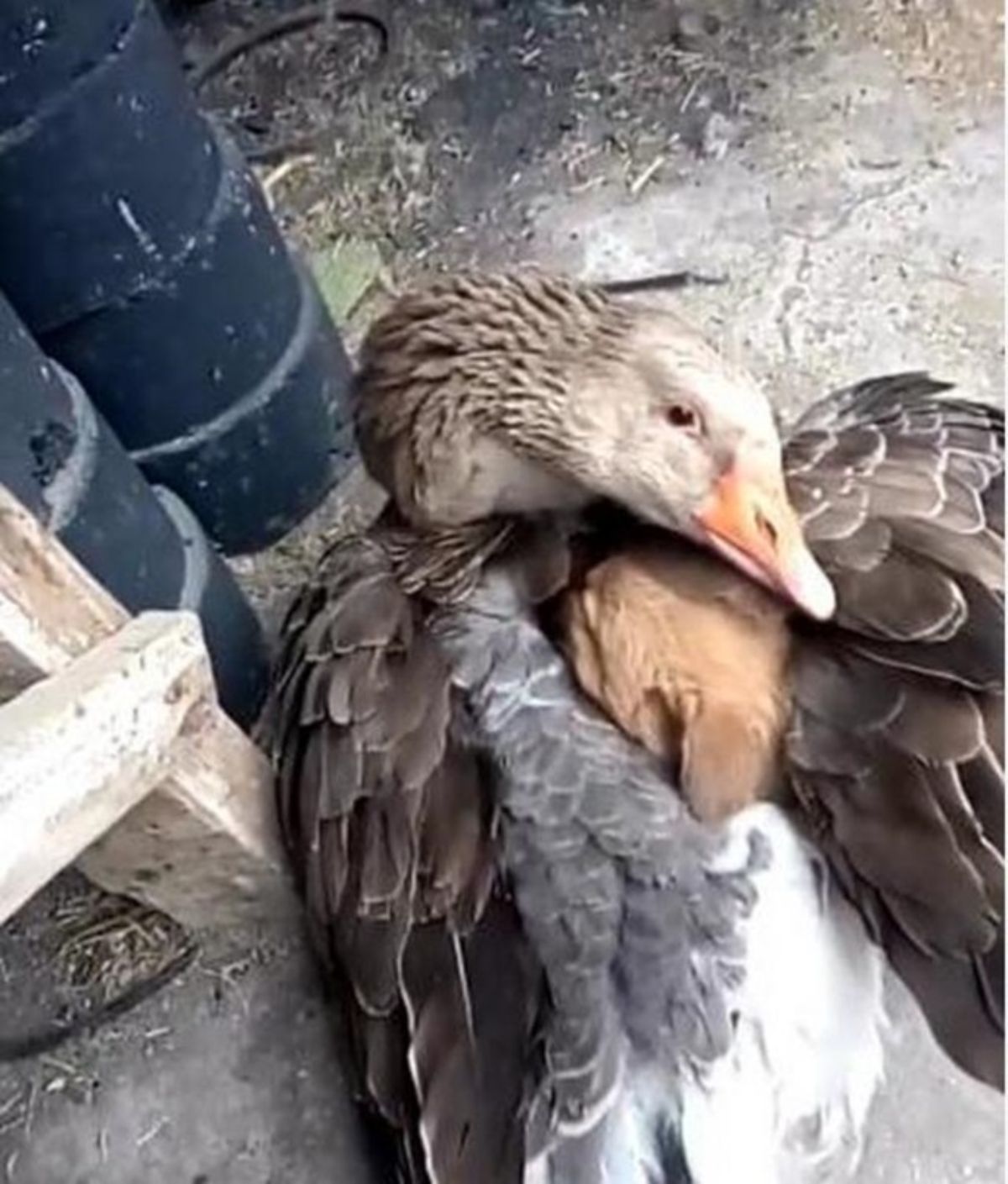 a brown puppy nestled beween a black and brown goose' wings