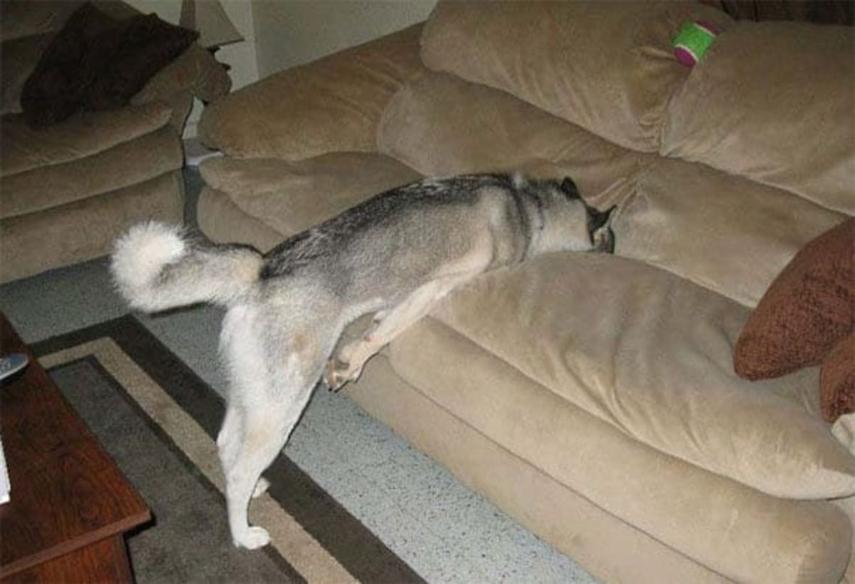 a grey dog with its face in a couch with its back legs on the floor