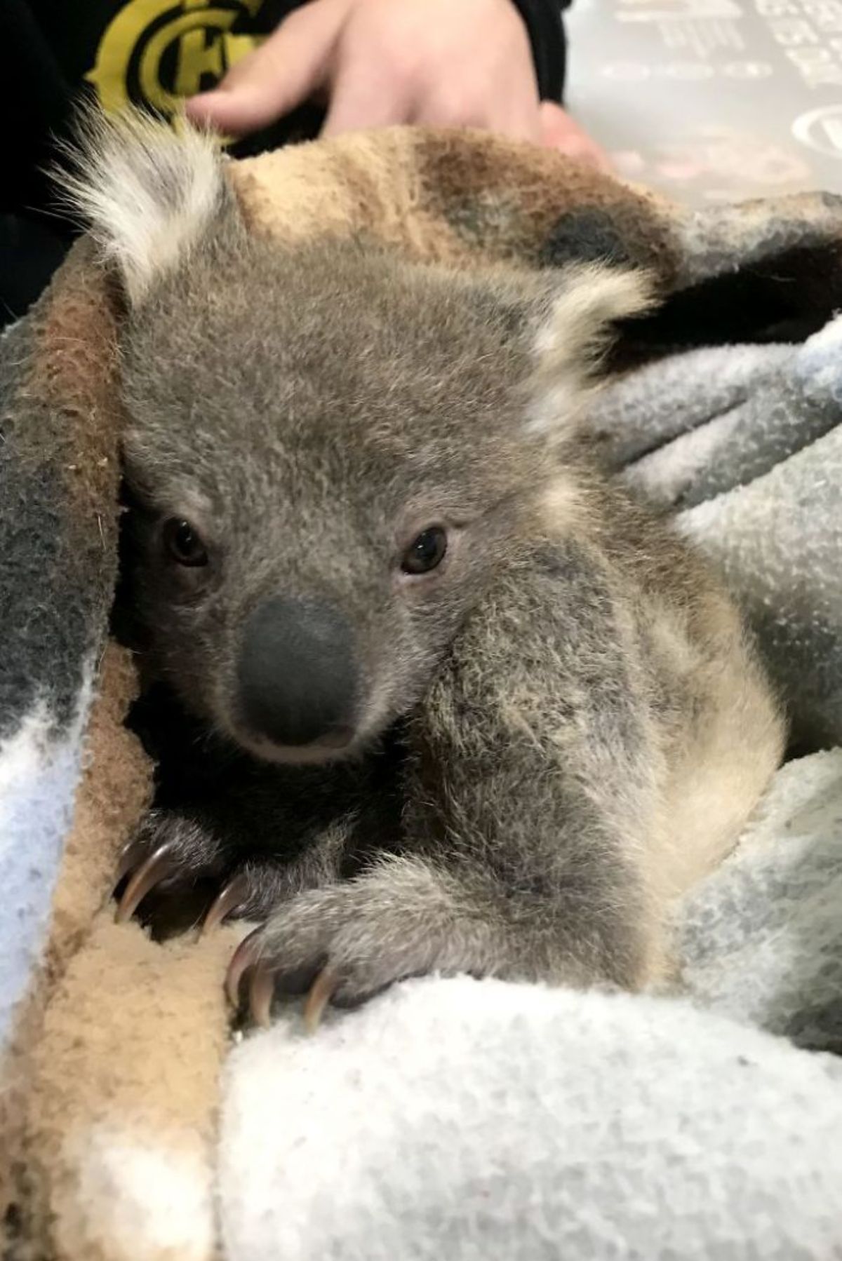koala cuddled up in a blanket