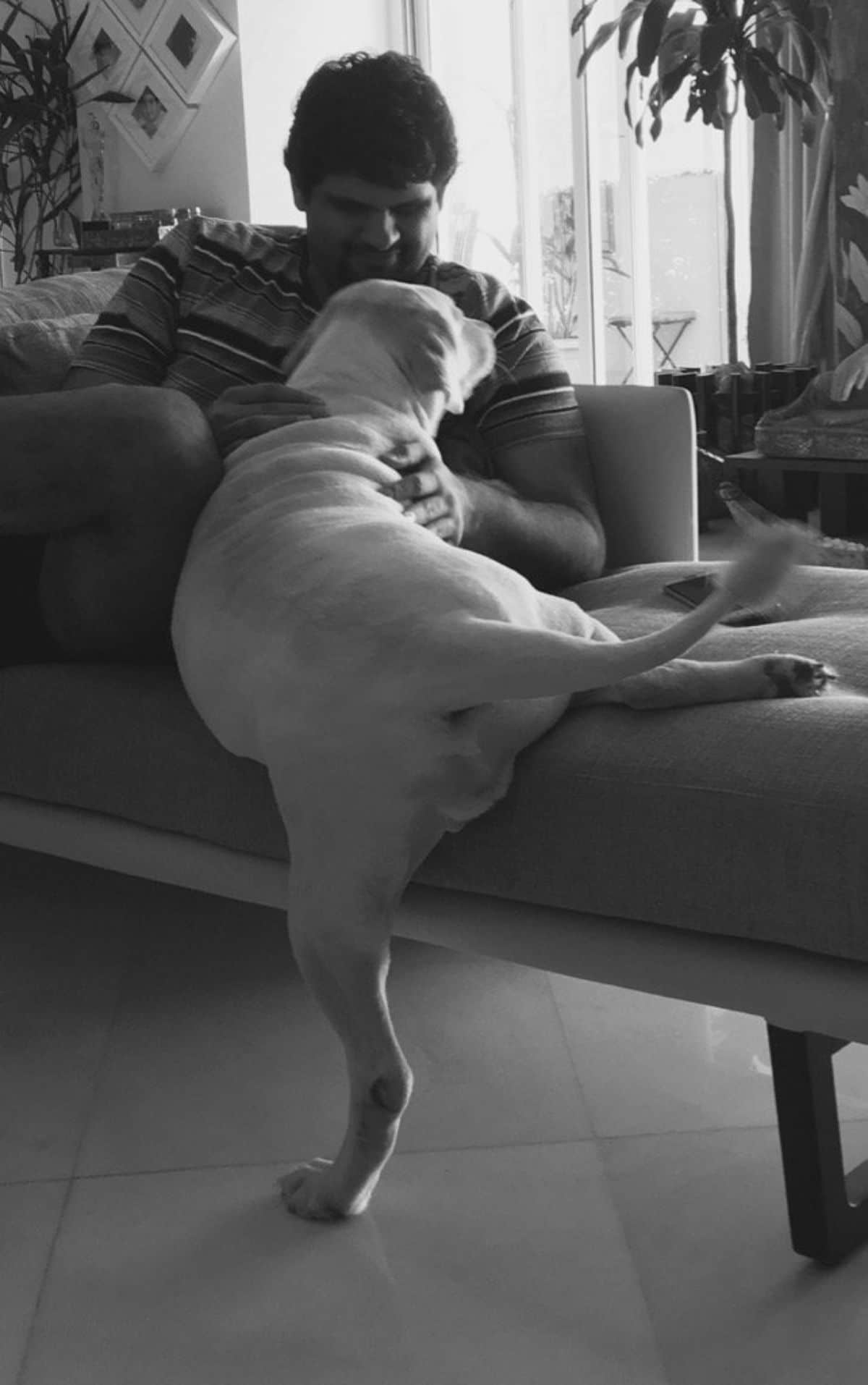 a brown dog lying on a person on a couch with one leg on the floor