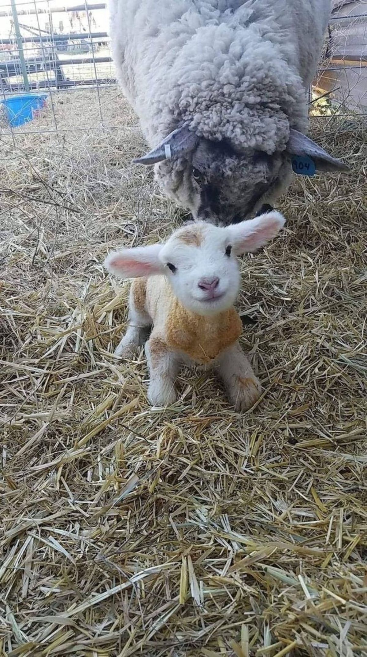 a newborn white lamb sitting on hay in front of the white mother sheep