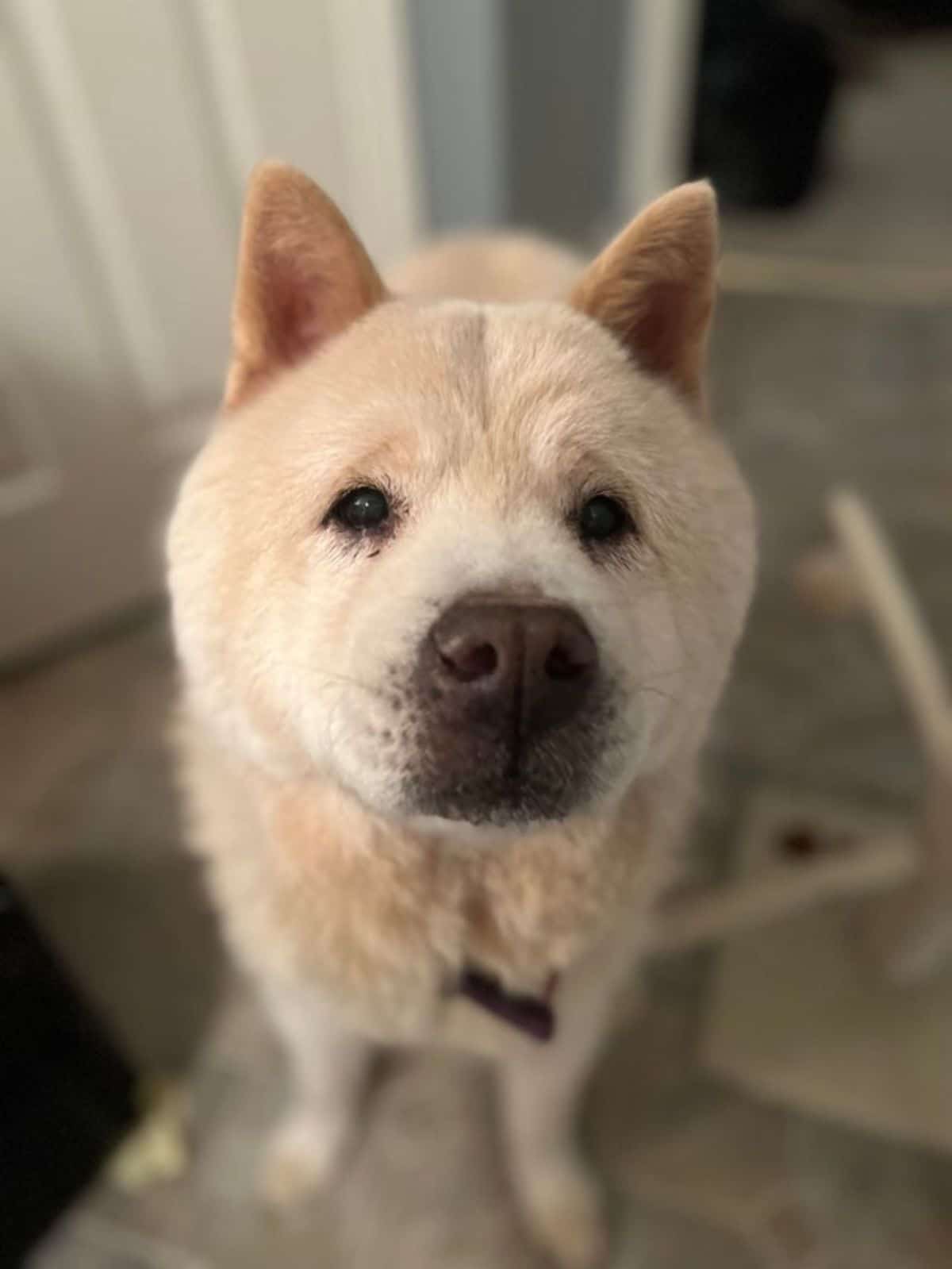 light brown chow chow looking at the camera