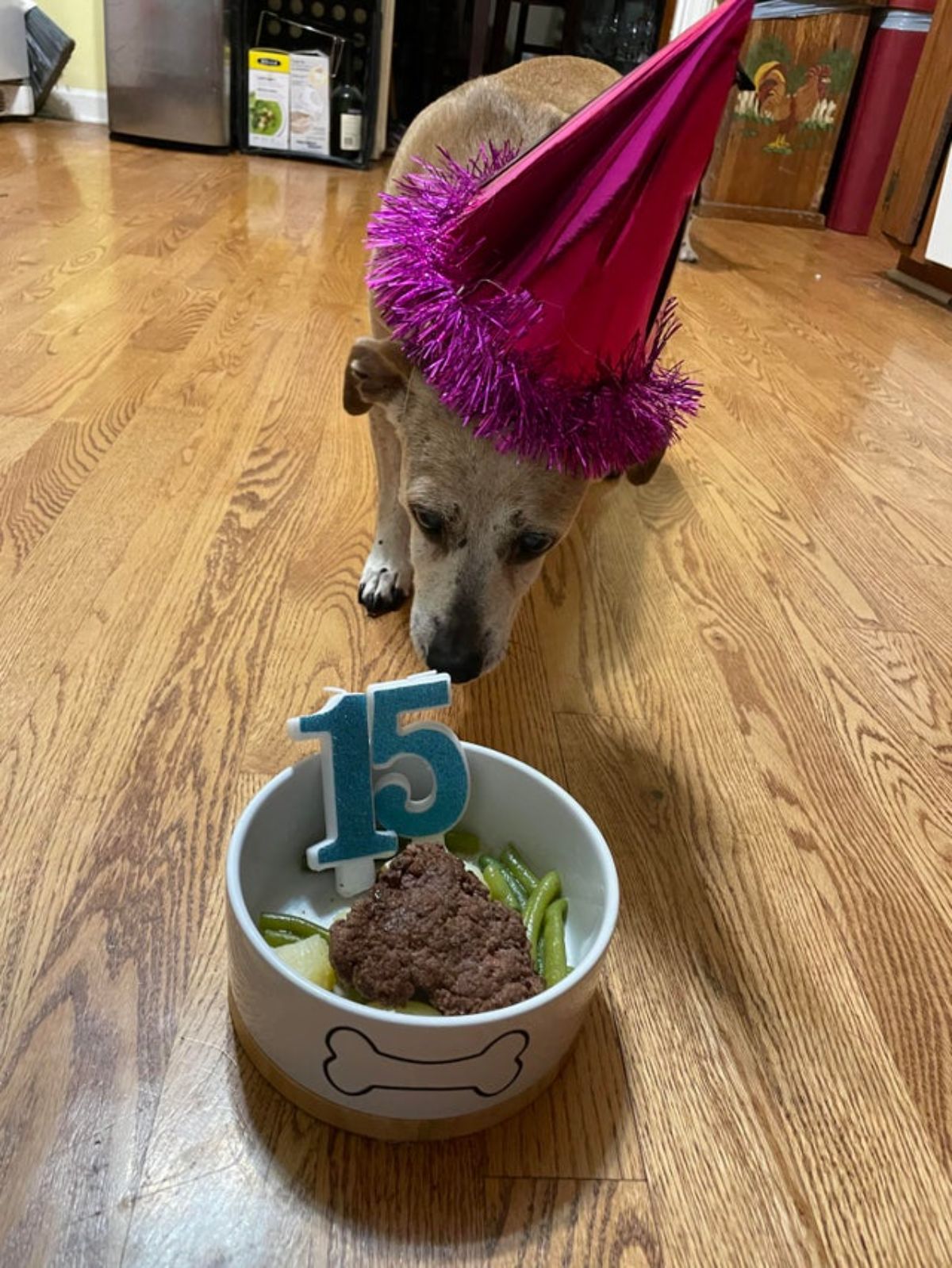 light brown dog in a pink party hat