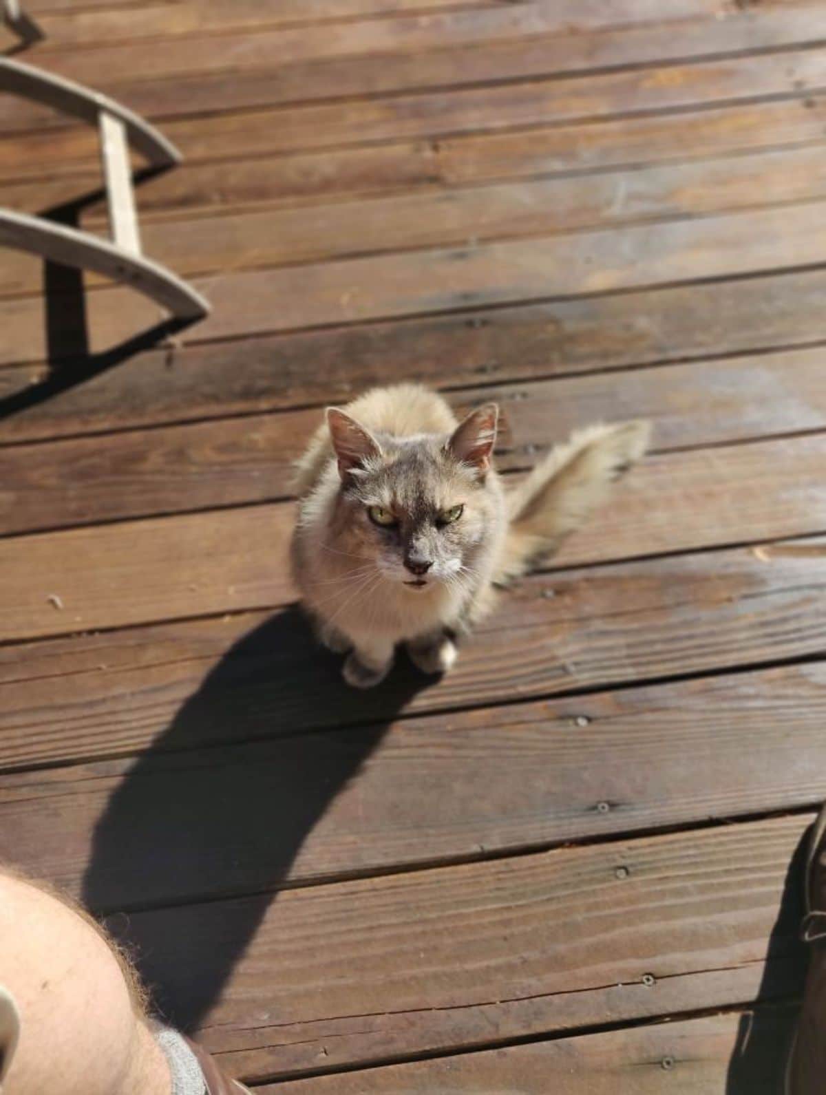 light brown fluffy cat sitting on a wooden patio frowning up at the camera
