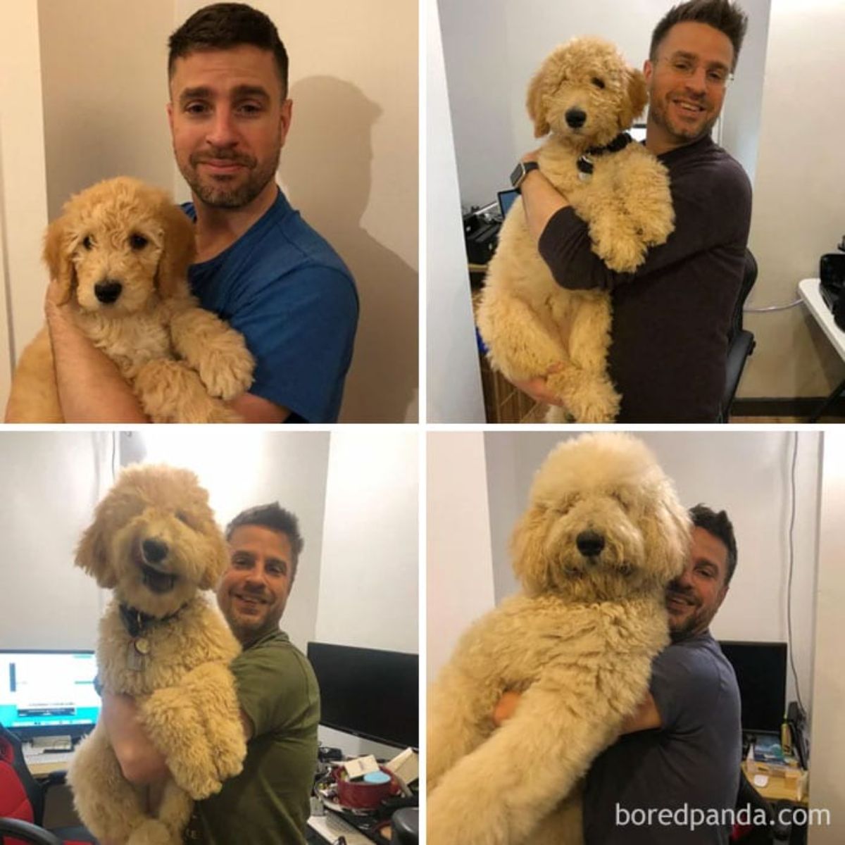 golden doodle with a man