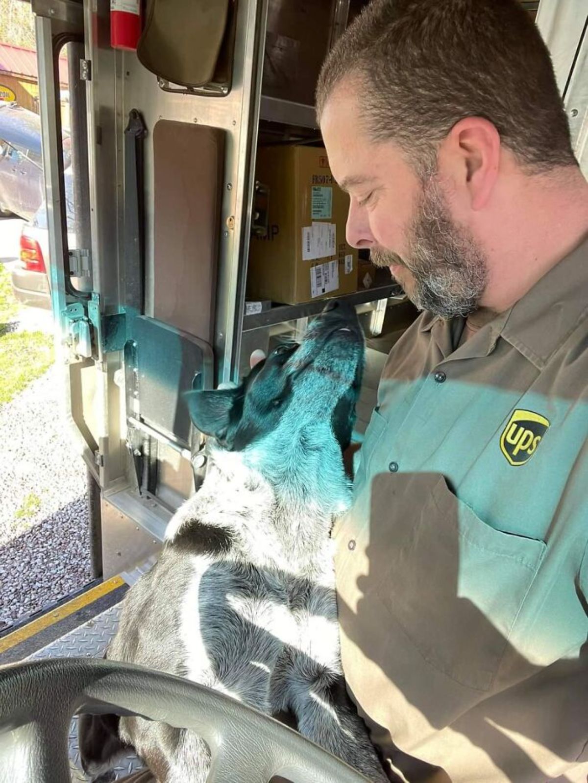 male ups driver in the truck petting a black and white dog