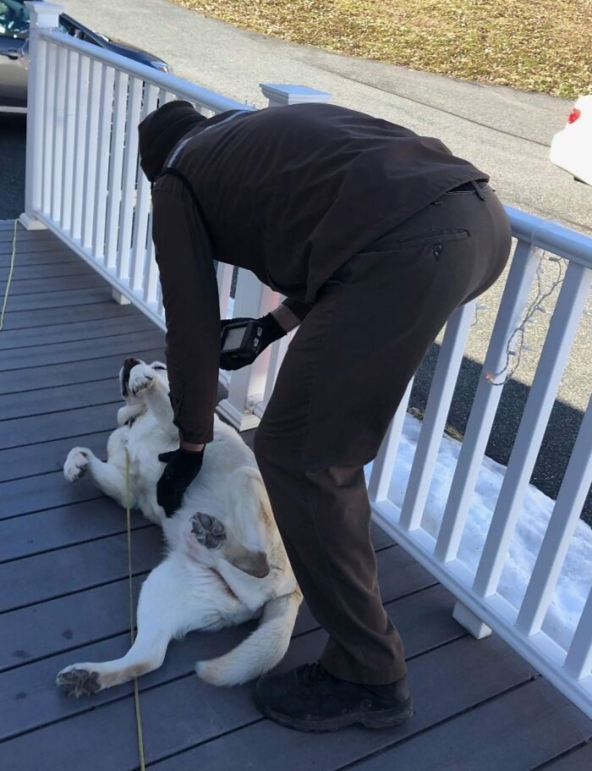 male ups driver on a patio giving belly rubs to a large white dog