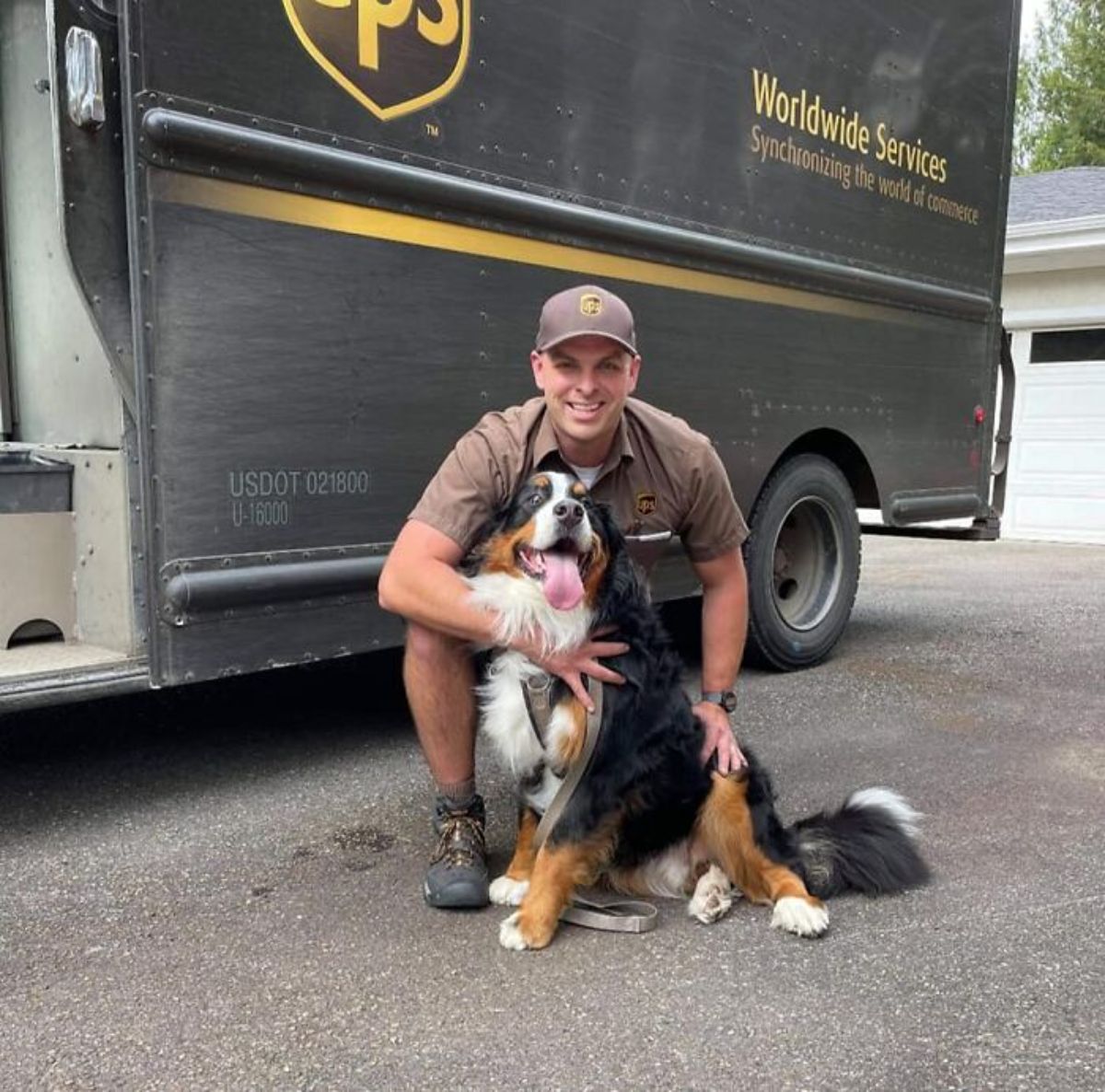 male ups driver squatting with a bernese mountain dog
