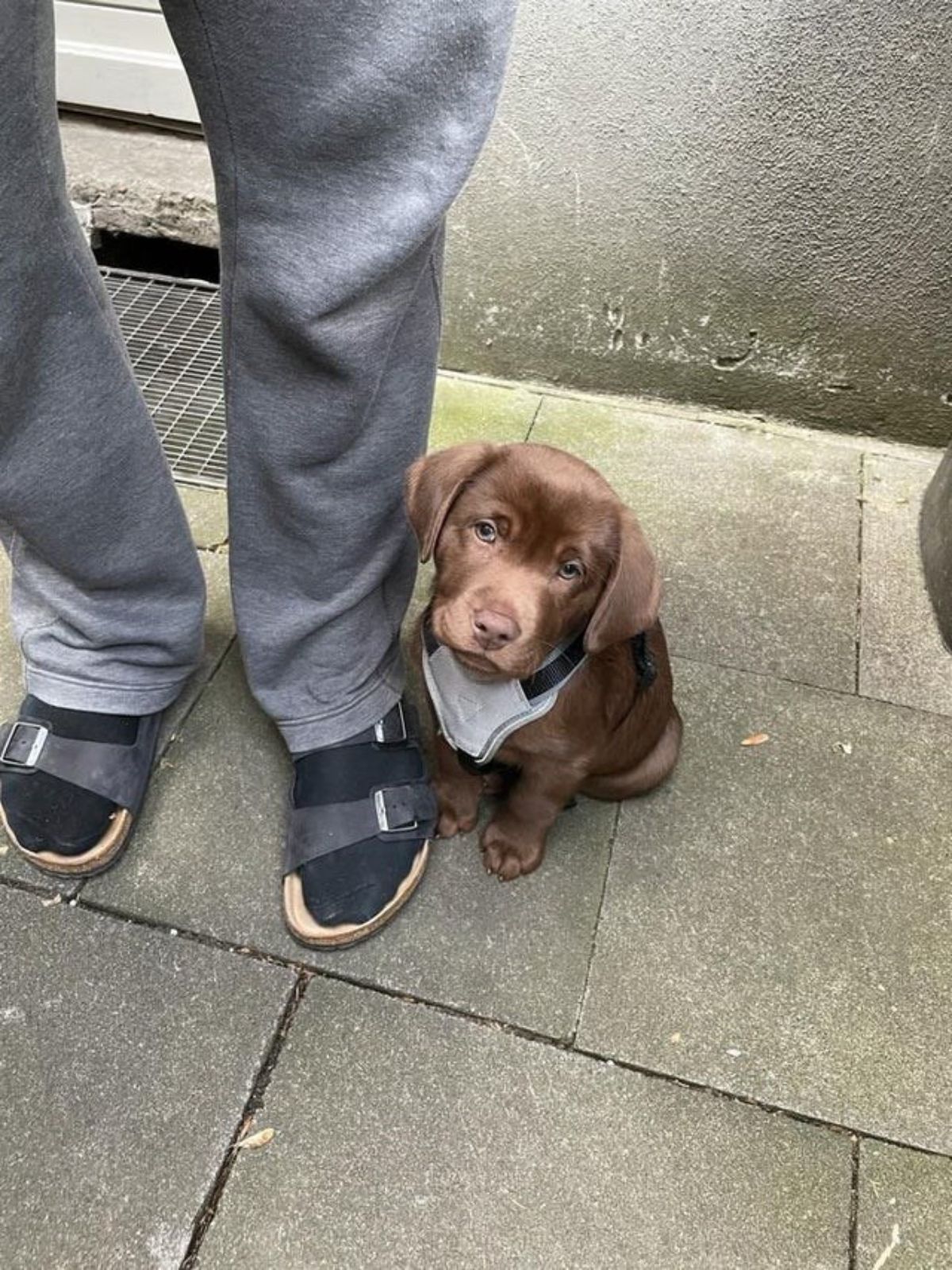 a brown labrador puppy with a white bandana sitting on the pavement next to someone's legs