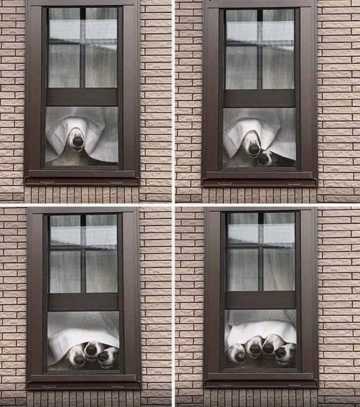 a photo of four windows with each photo adding one extra dog