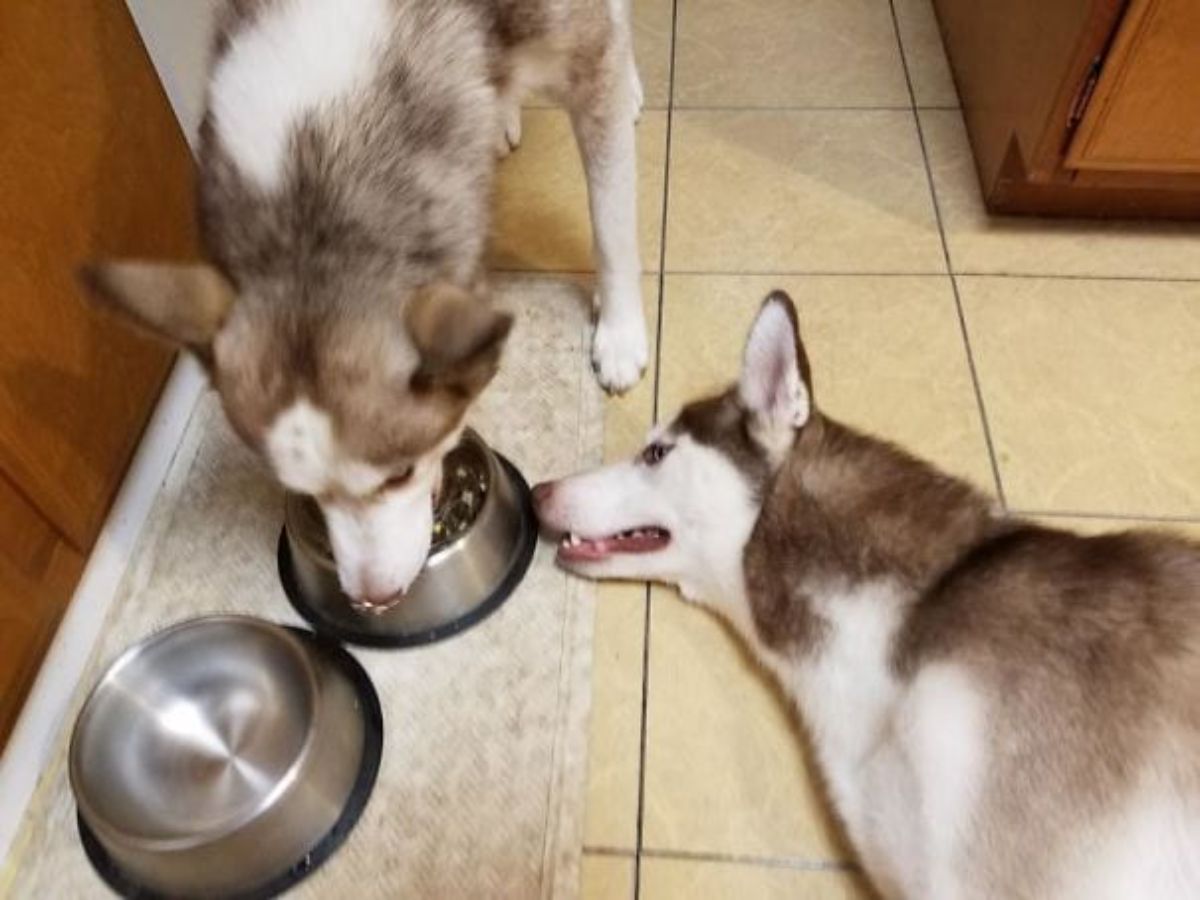 a husky eating food out of a bowl and another husky lying on the floor next to the bowl
