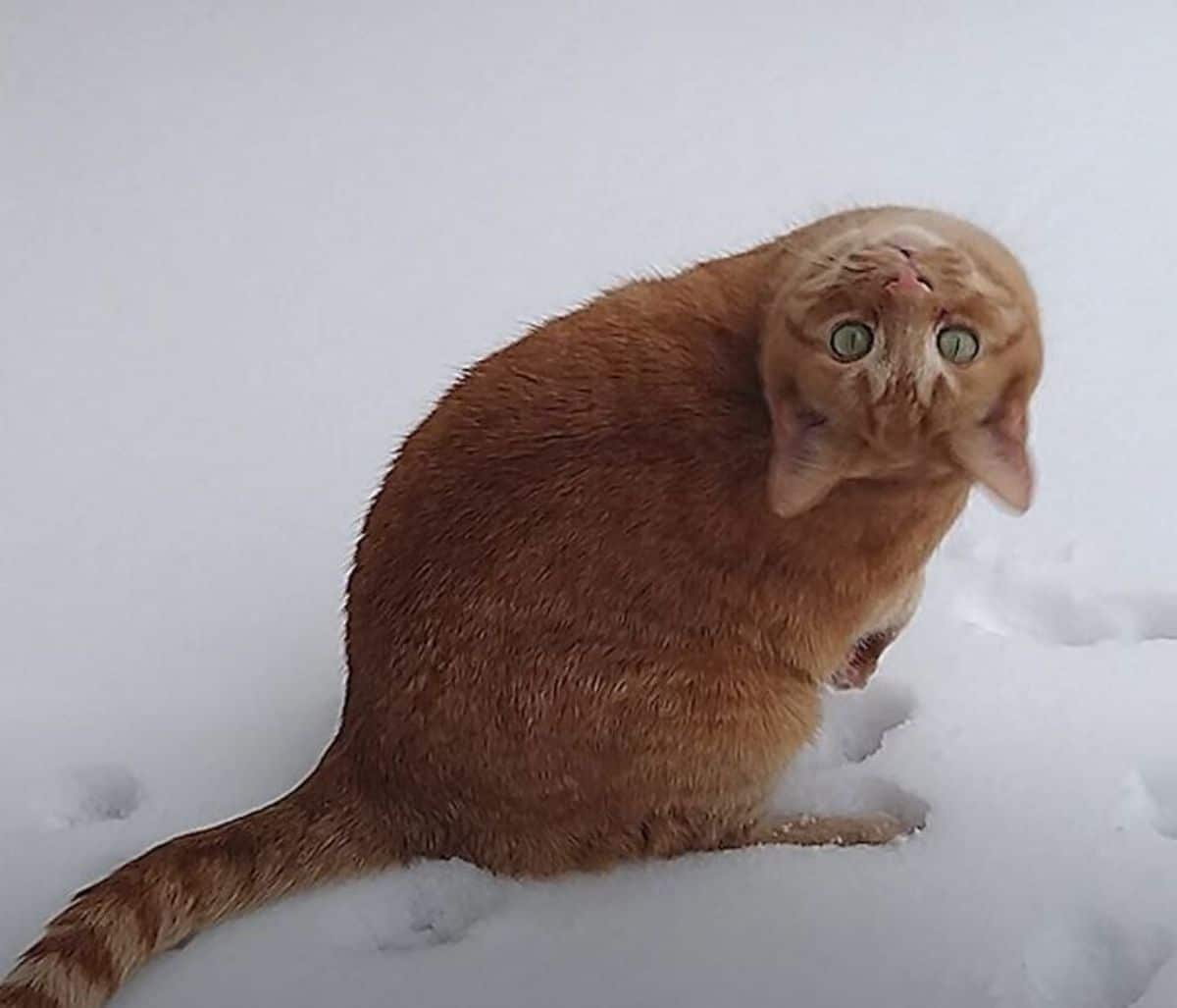orange cat turning head upside down
