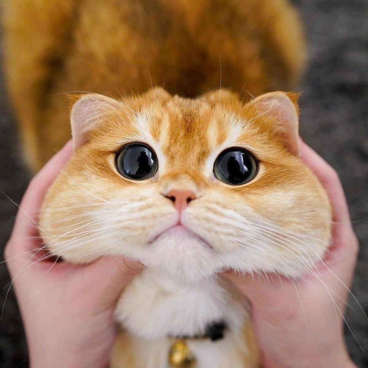 an orange and white cat with big eyes and fluffy cheeks