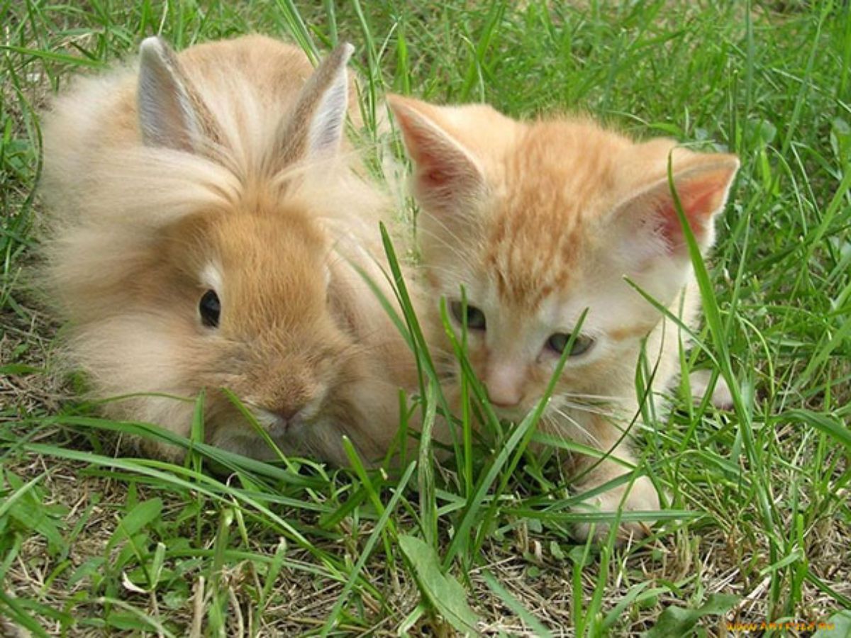 orange rabbit with an orange kitten sitting on grass