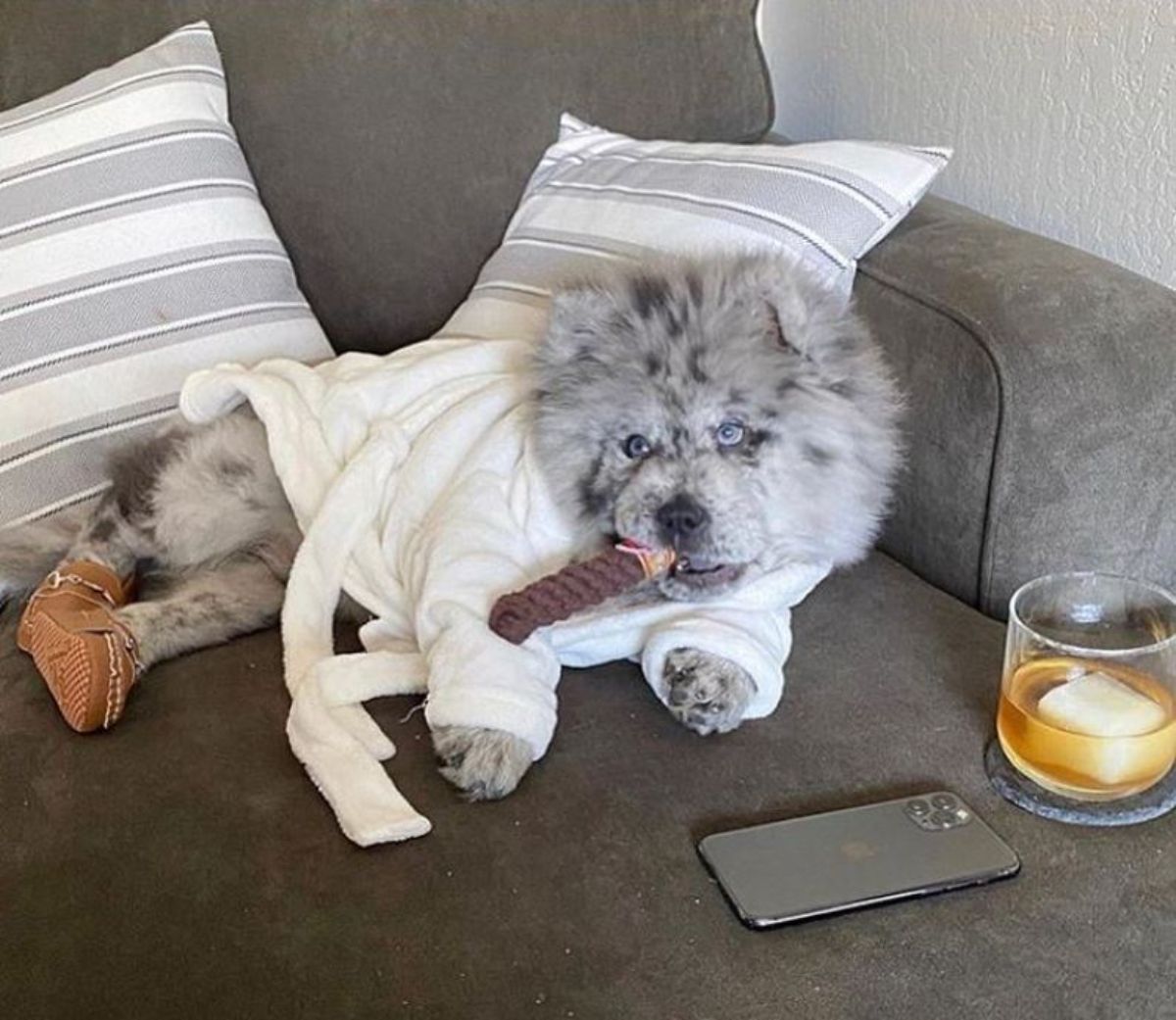 black and white chow chow laying down on a grey couch wearing a white bathrobe with brown slippers on holding a brown toy in his mouth