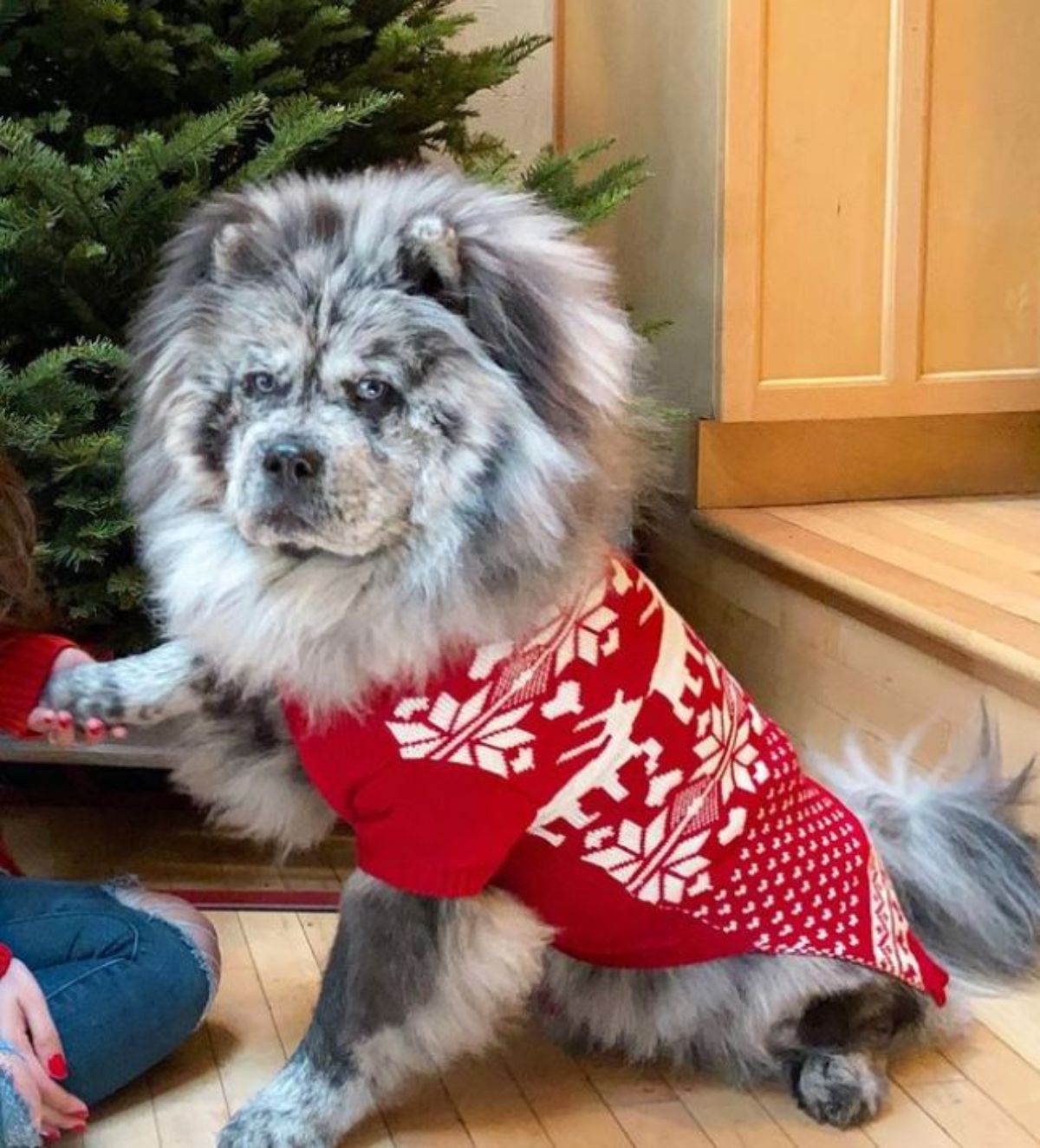black and white chow chow wearing a red and white christmas sweater sitting in front of a christmas tree