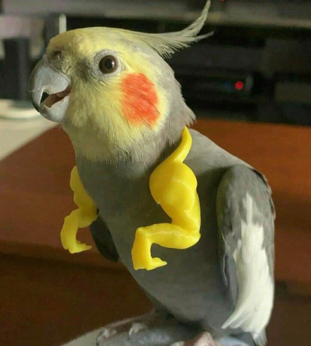 yellow, grey, white and orange parrot with yellow t-rex arms