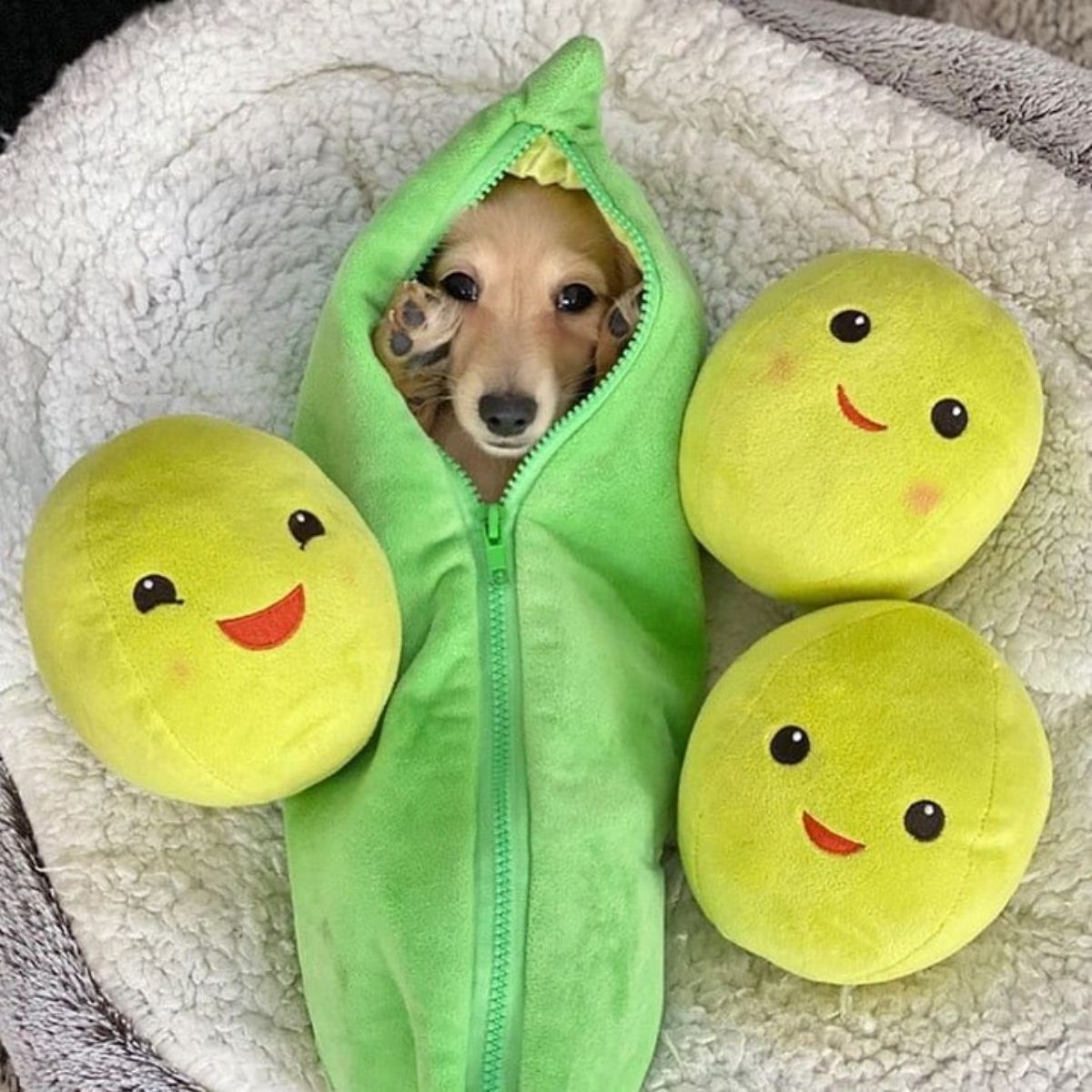brown dachshund in a green pod costume next to three peas