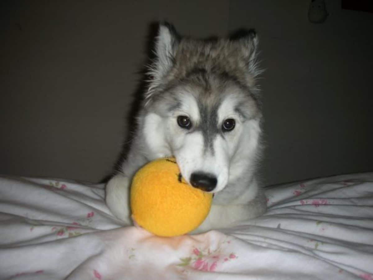 husky puppy biting yellow stuffed ball